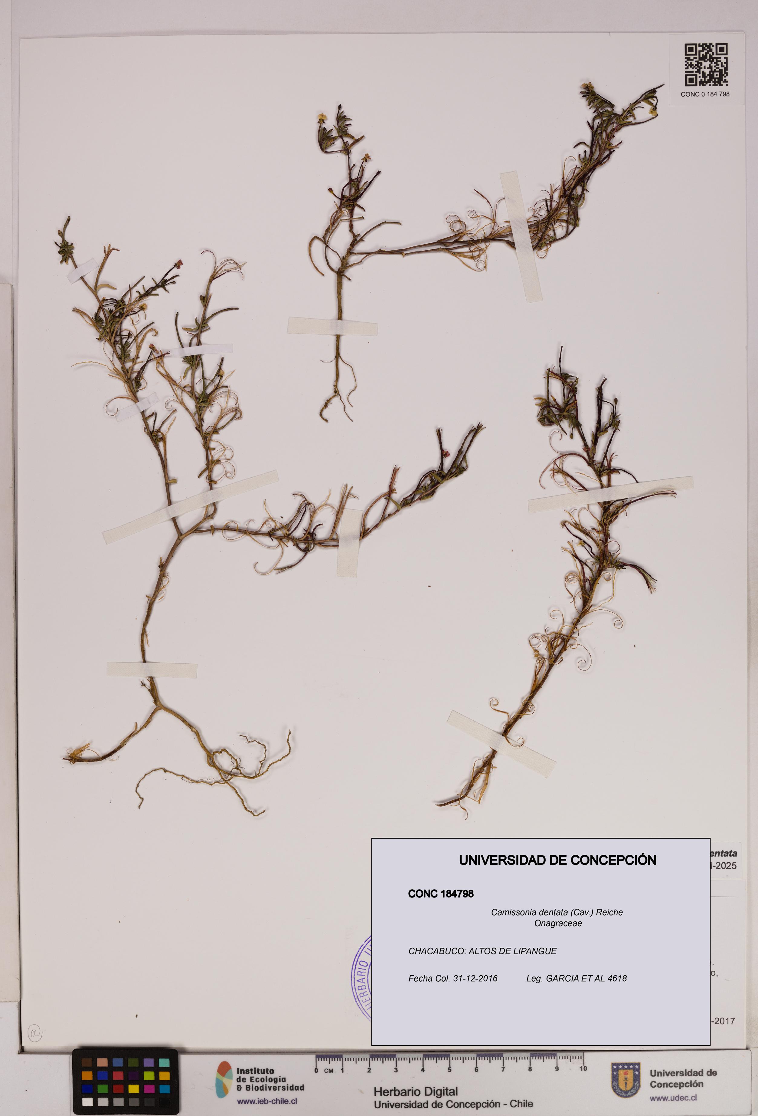 Camissonia dentata [Espécimen: UDEC:CONC:0184798]