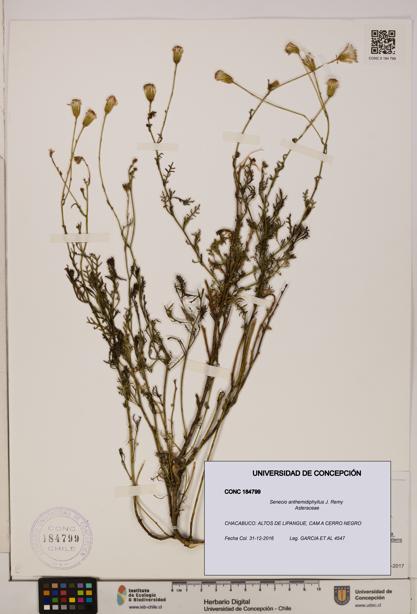 Senecio anthemidiphyllus [Espécimen: UDEC:CONC:0184799]