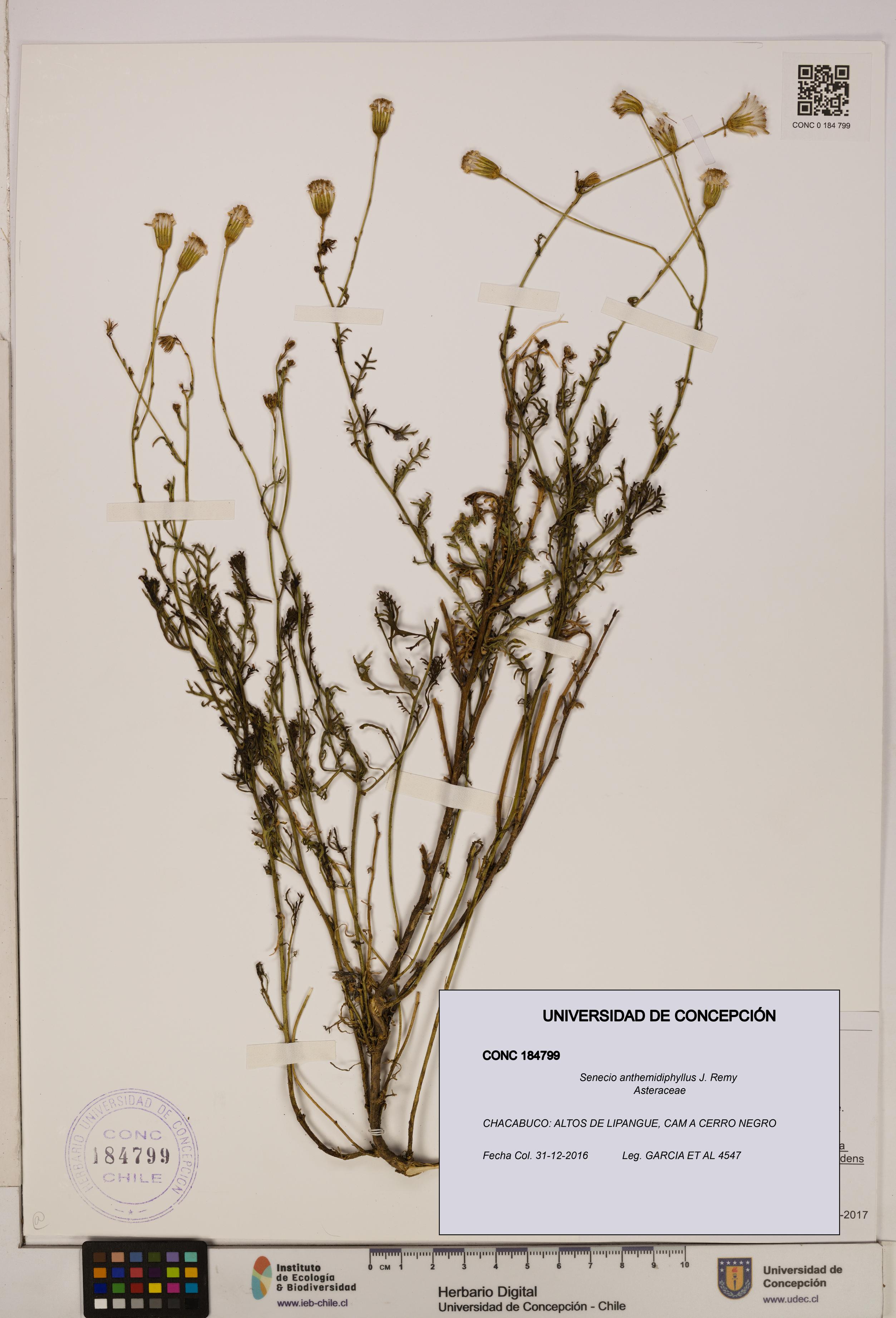 Senecio anthemidiphyllus [Espécimen: UDEC:CONC:0184799]