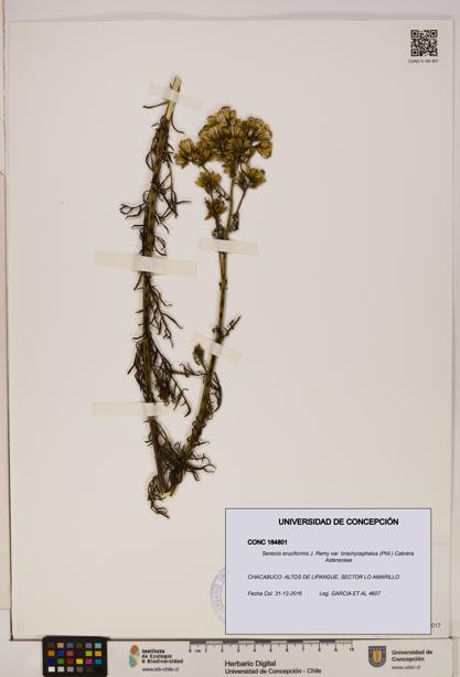 Senecio eruciformis var. brachycephalus [Espécimen: UDEC:CONC:0184801]