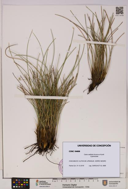 Carex setifolia [Espécimen: UDEC:CONC:0184806]