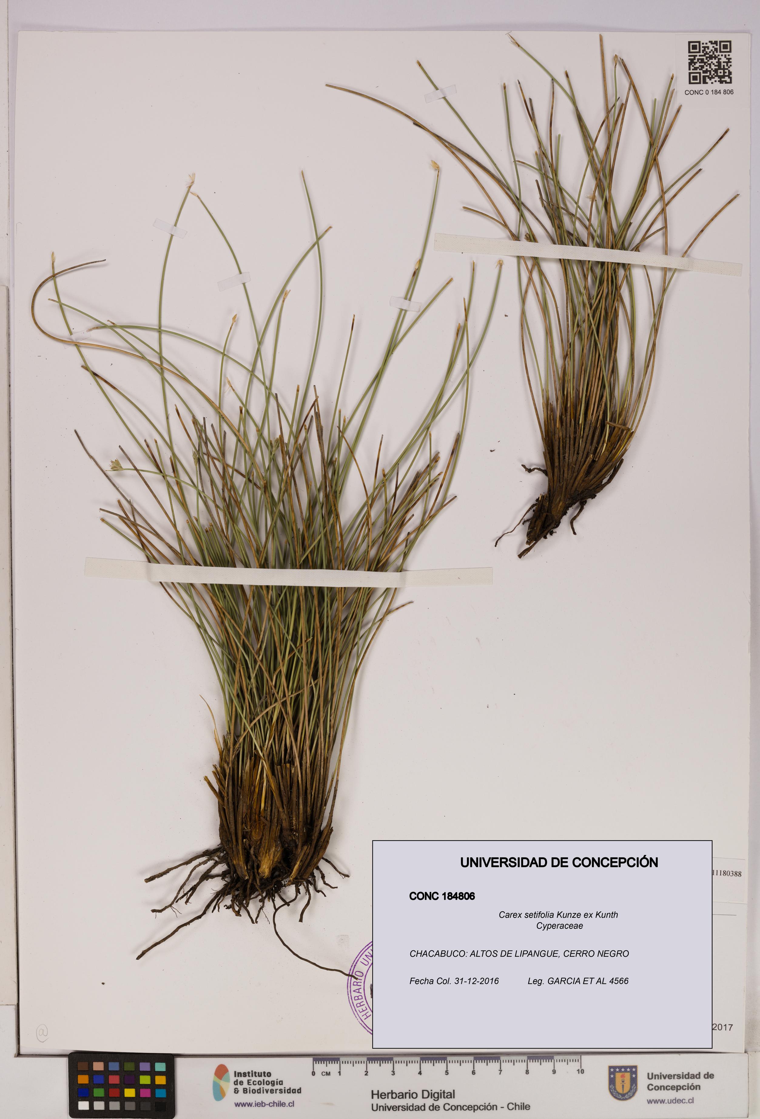 Carex setifolia [Espécimen: UDEC:CONC:0184806]