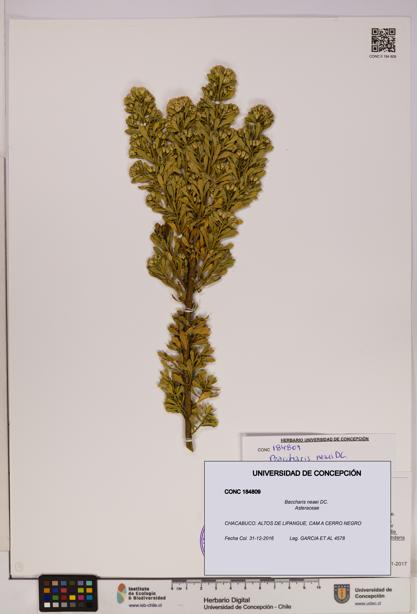Baccharis neaei [Espécimen: UDEC:CONC:0184809]