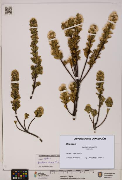 Baccharis patagonica [Espécimen: UDEC:CONC:0184815]