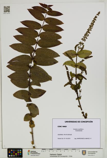 Coriaria ruscifolia [Espécimen: ]