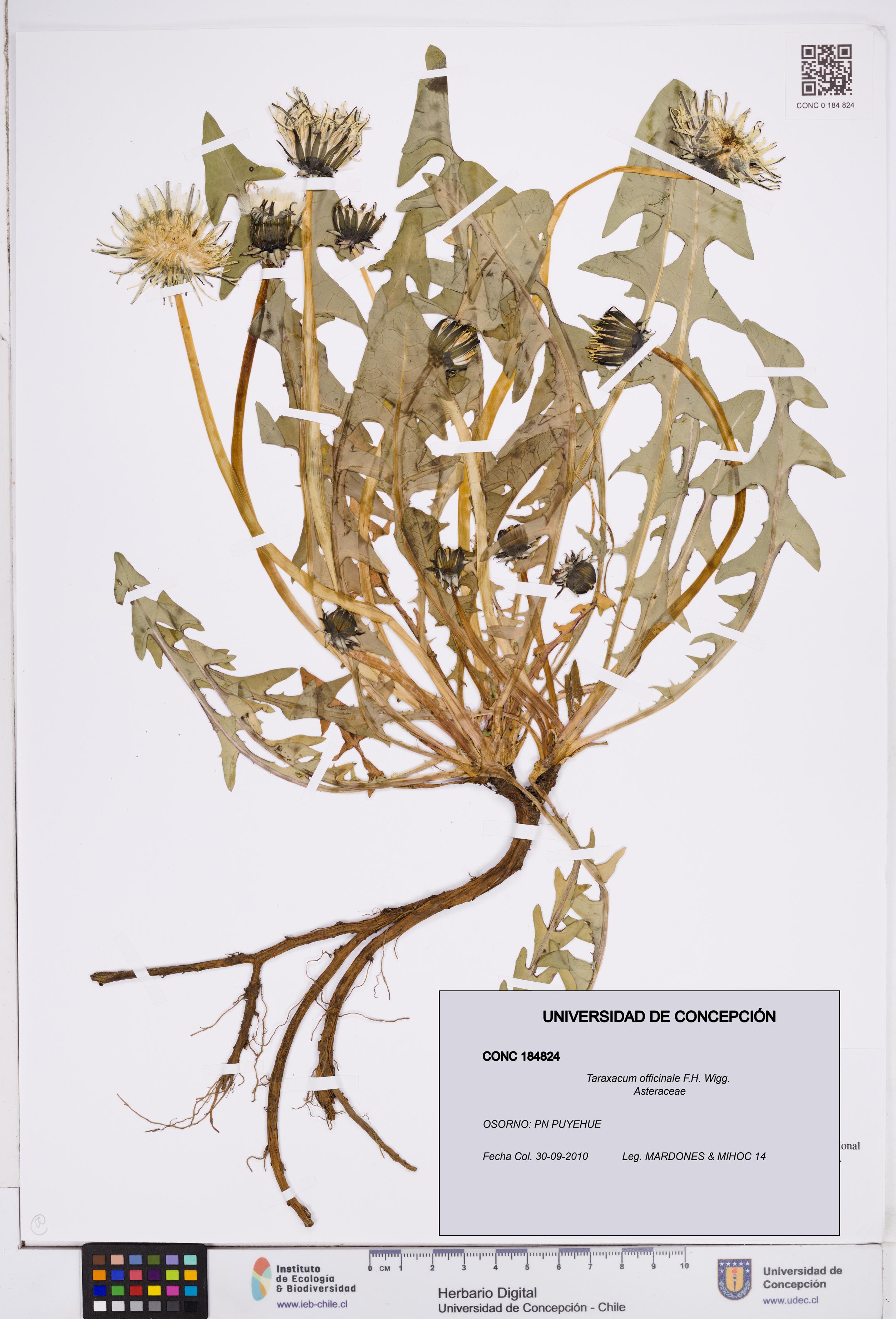 Taraxacum officinale [Espécimen: ]