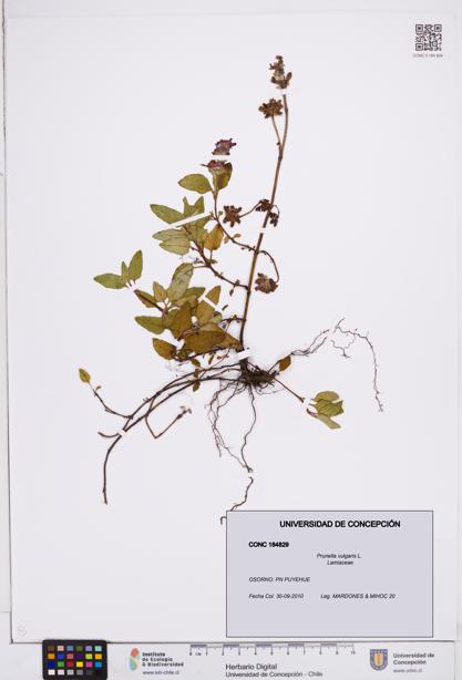 Prunella vulgaris [Espécimen: ]