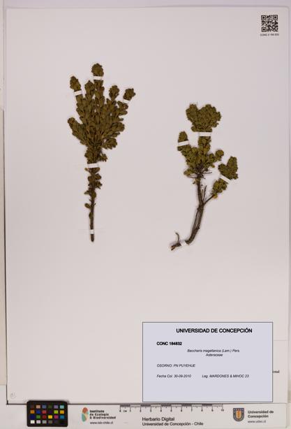 Baccharis magellanica [Espécimen: UDEC:CONC:0184832]