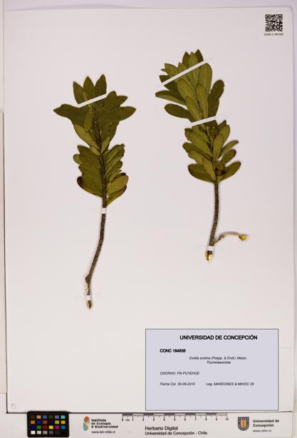 Ovidia andina [Espécimen: UDEC:CONC:0184835]
