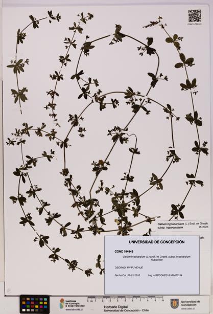 Galium hypocarpium subsp. hypocarpium [Espécimen: UDEC:CONC:0184843]