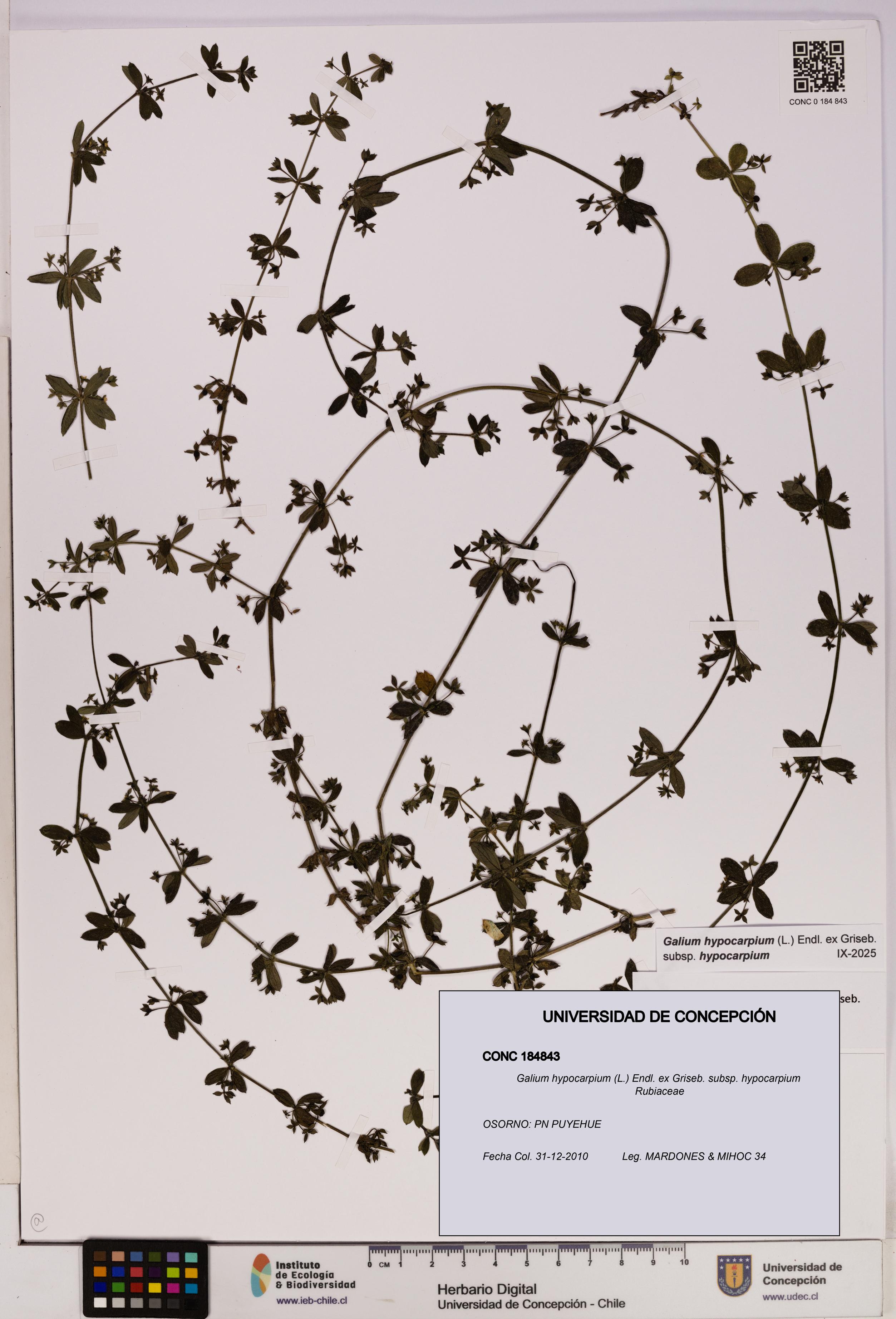 Galium hypocarpium subsp. hypocarpium [Espécimen: UDEC:CONC:0184843]