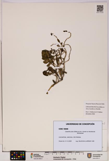 Cistanthe picta [Espécimen: UDEC:CONC:0184848]