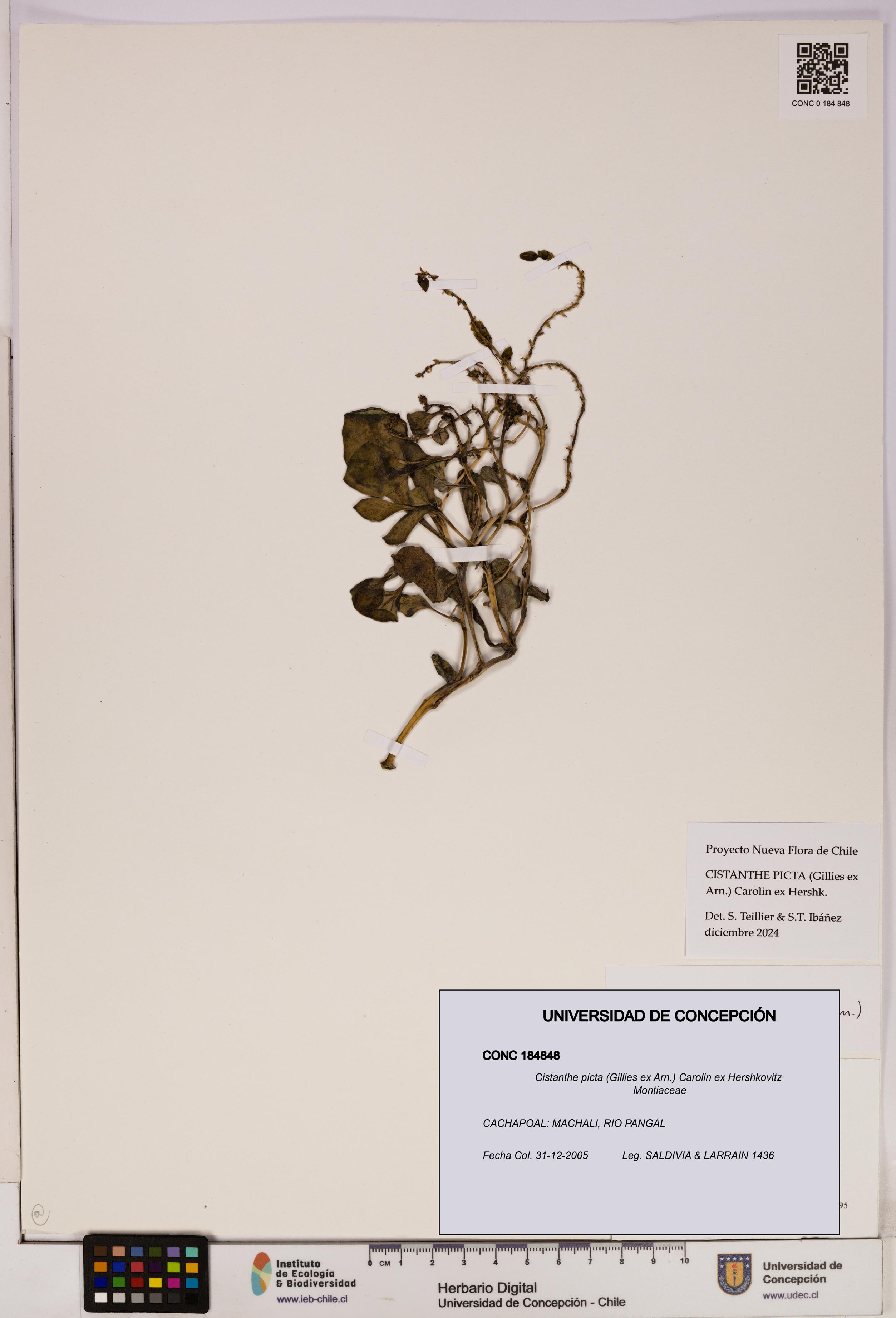 Cistanthe picta [Espécimen: UDEC:CONC:0184848]