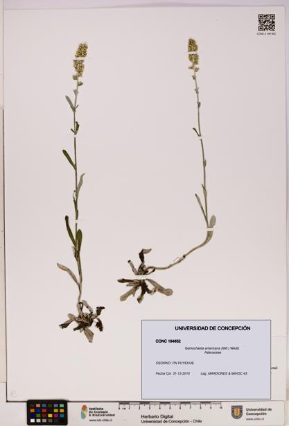 Gamochaeta americana [Espécimen: UDEC:CONC:0184852]