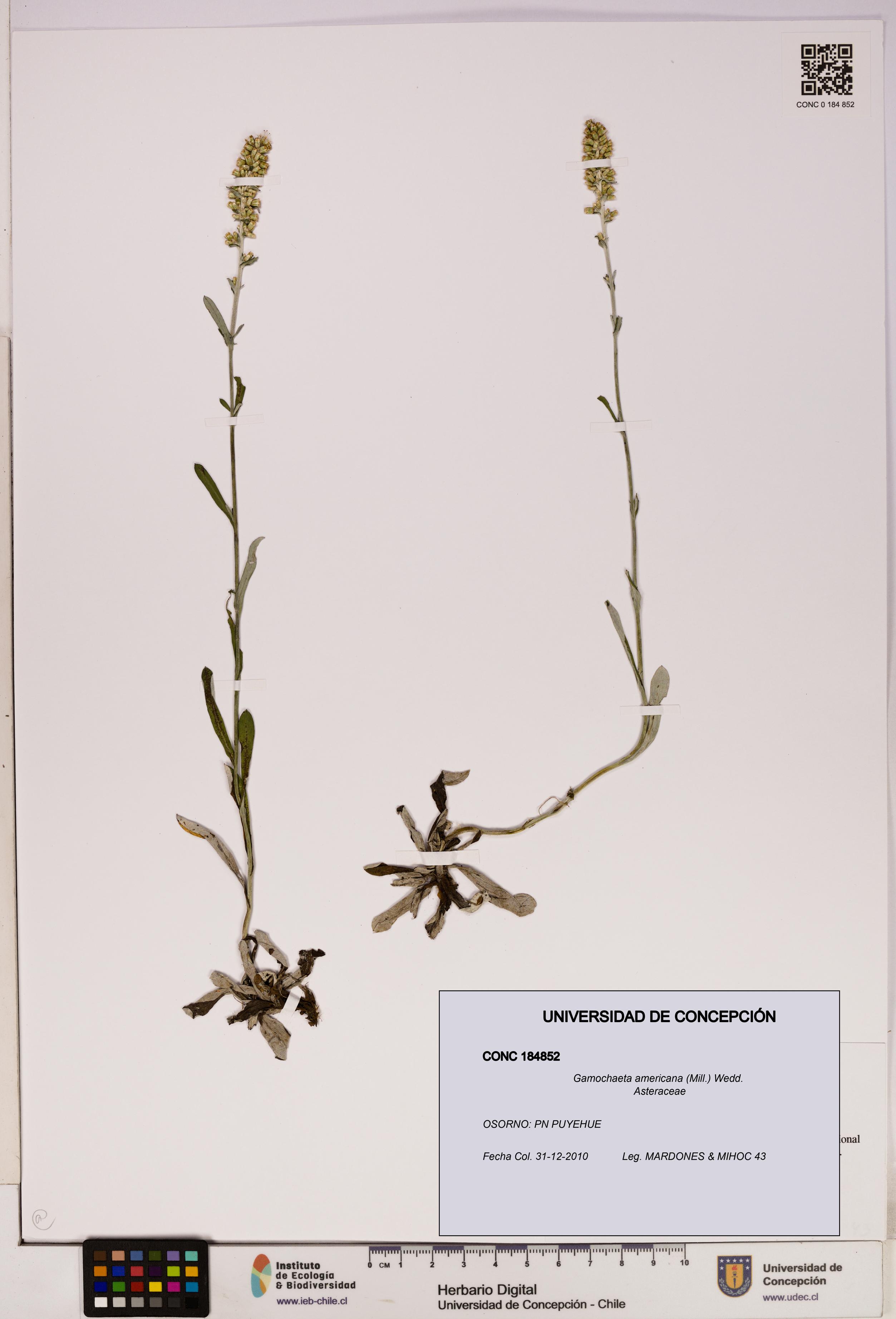 Gamochaeta americana [Espécimen: UDEC:CONC:0184852]