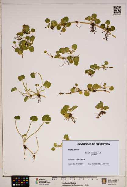 Centella asiatica [Espécimen: ]