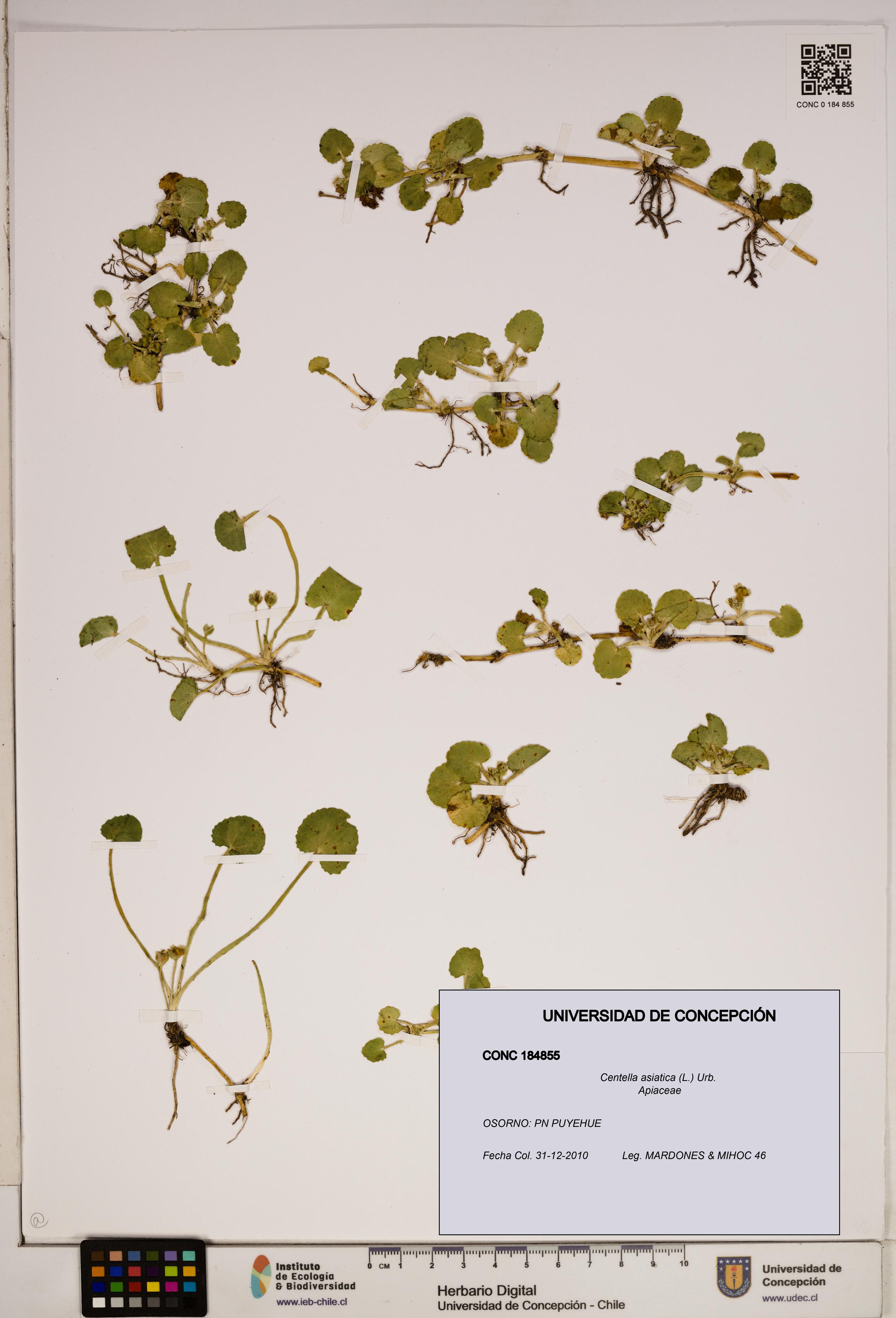 Centella asiatica [Espécimen: ]