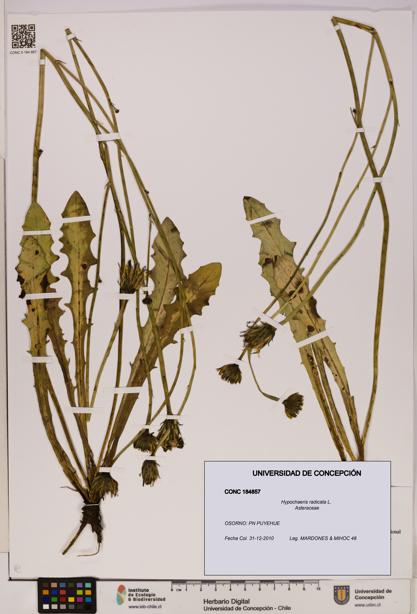 Hypochaeris radicata [Espécimen: UDEC:CONC:0184857]