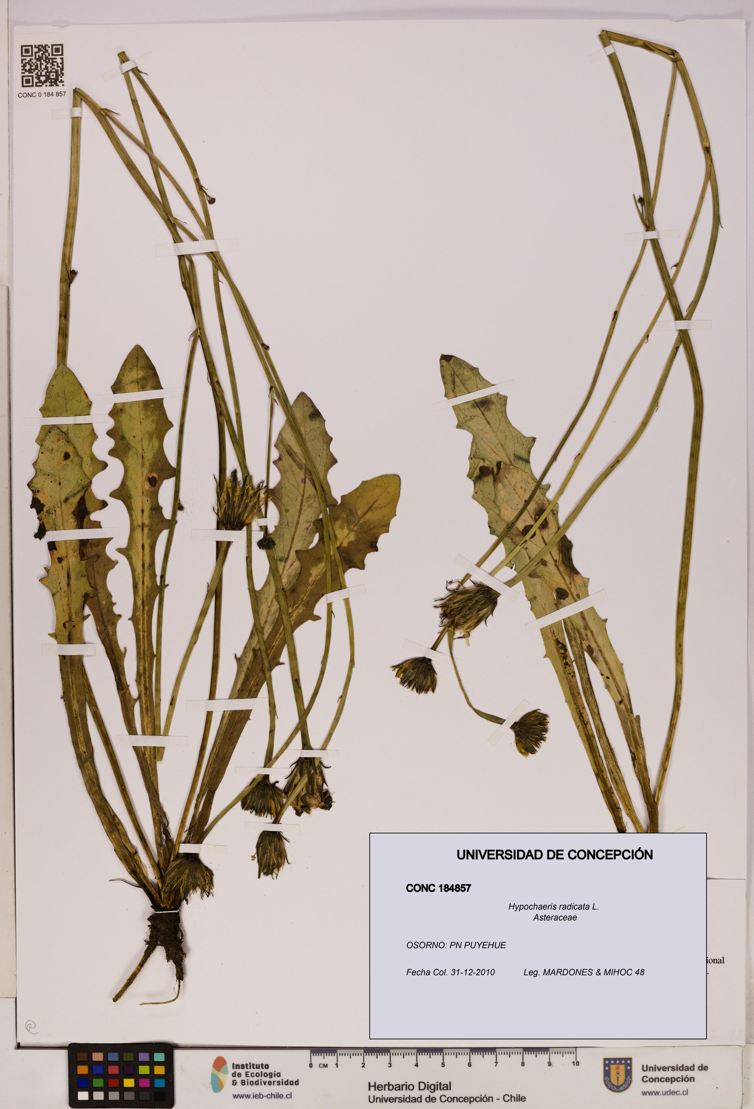 Hypochaeris radicata [Espécimen: UDEC:CONC:0184857]