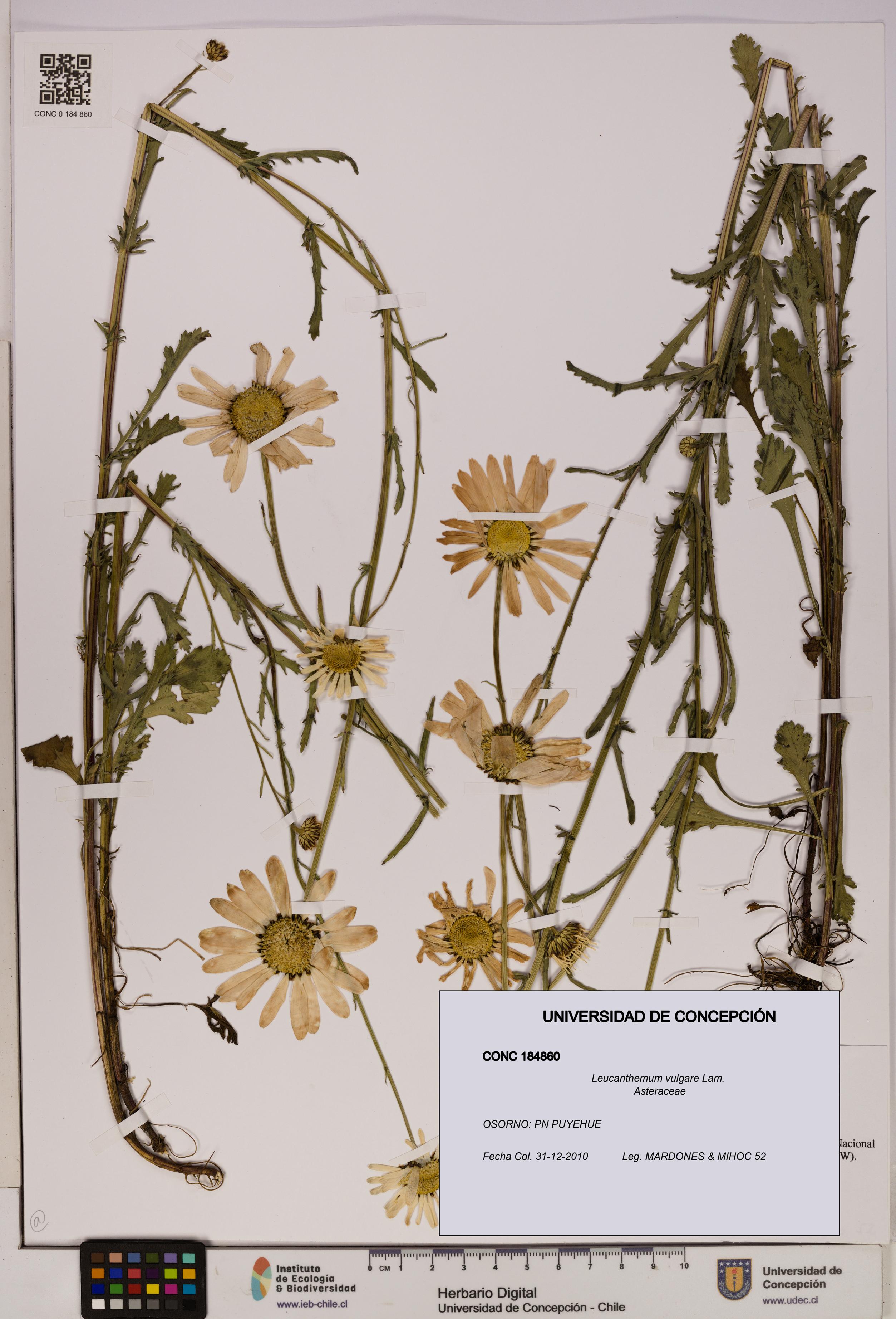 Leucanthemum vulgare [Espécimen: UDEC:CONC:0184860]