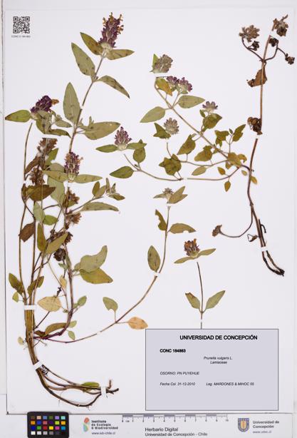 Prunella vulgaris [Espécimen: ]