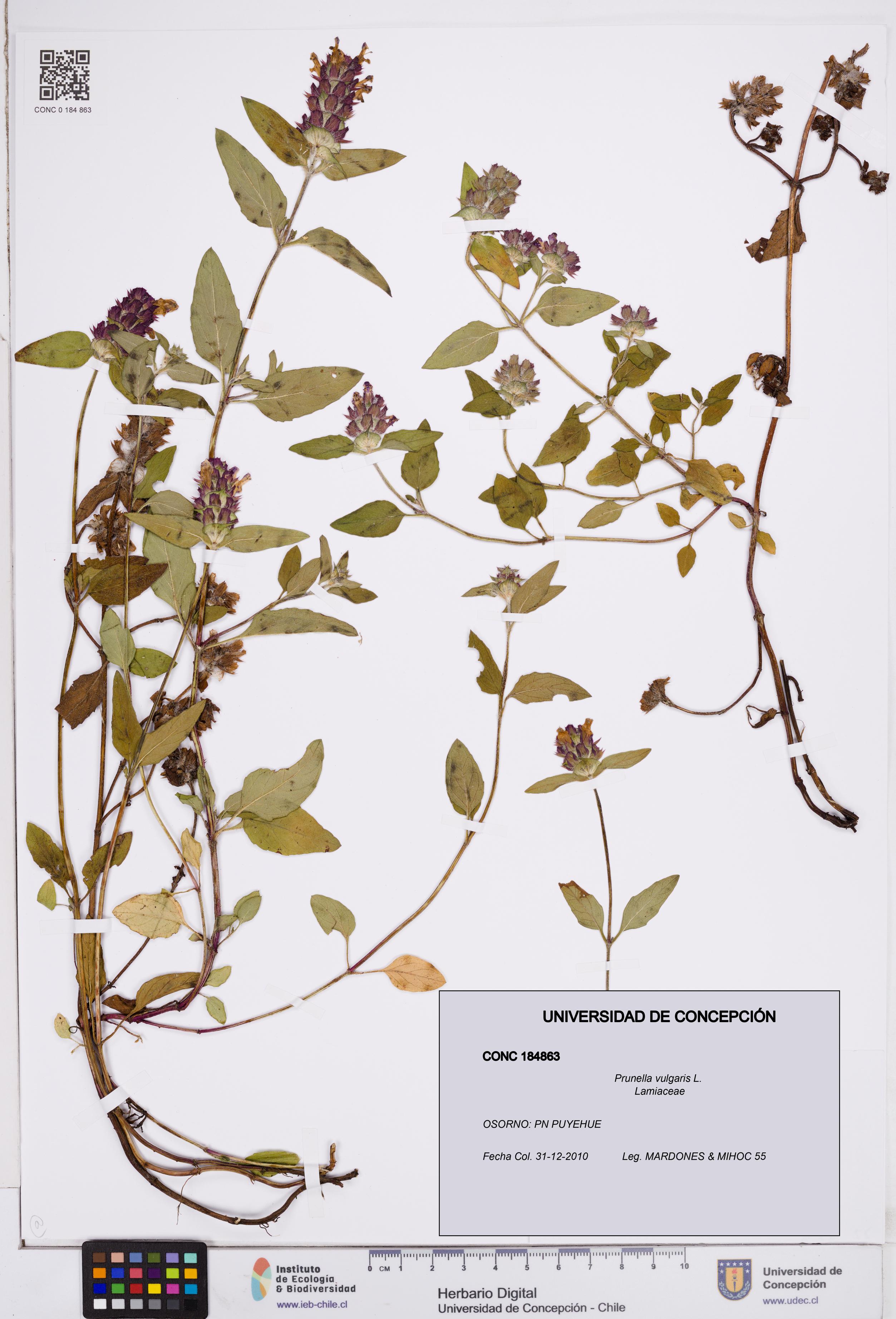 Prunella vulgaris [Espécimen: ]