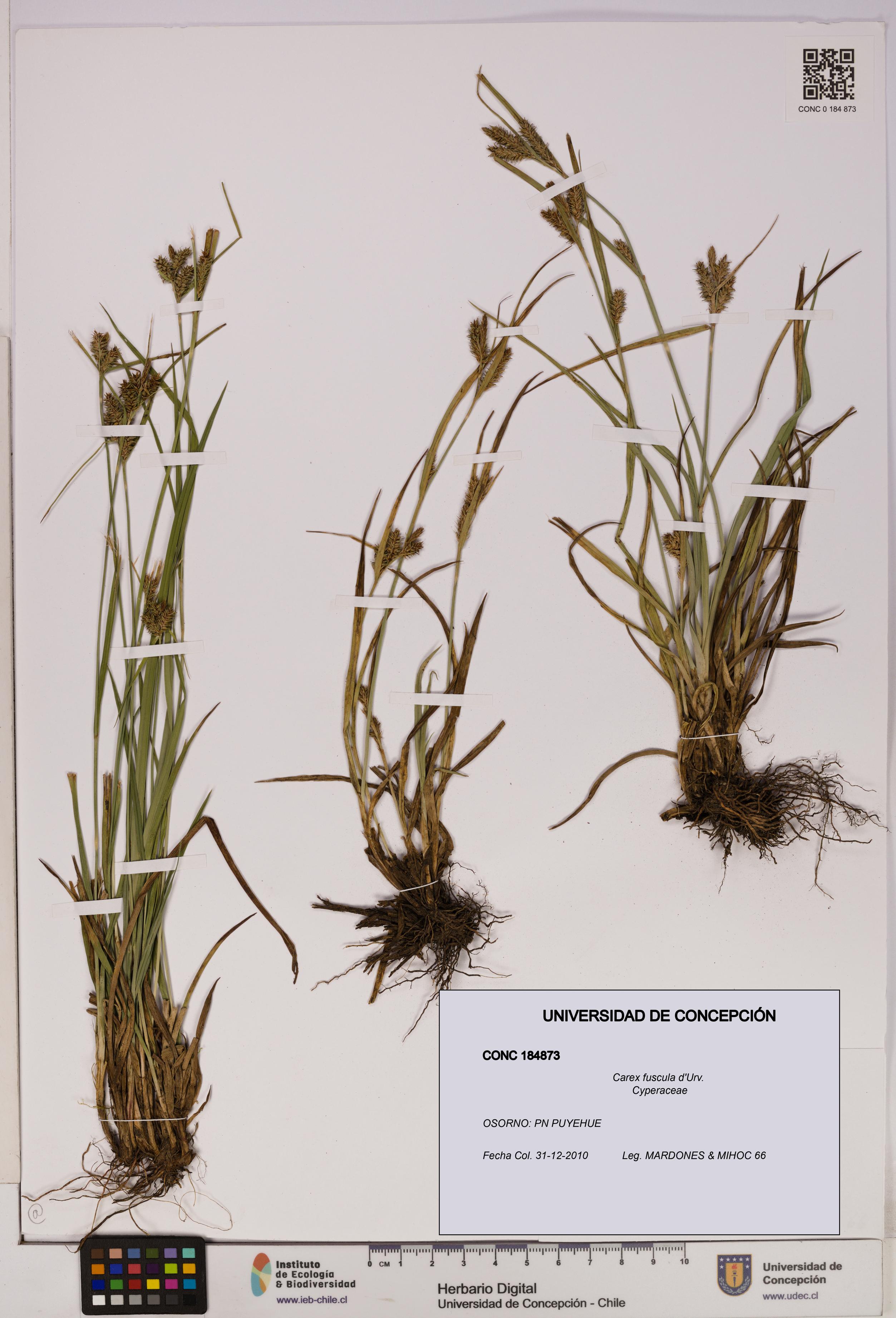 Carex fuscula [Espécimen: UDEC:CONC:0184873]
