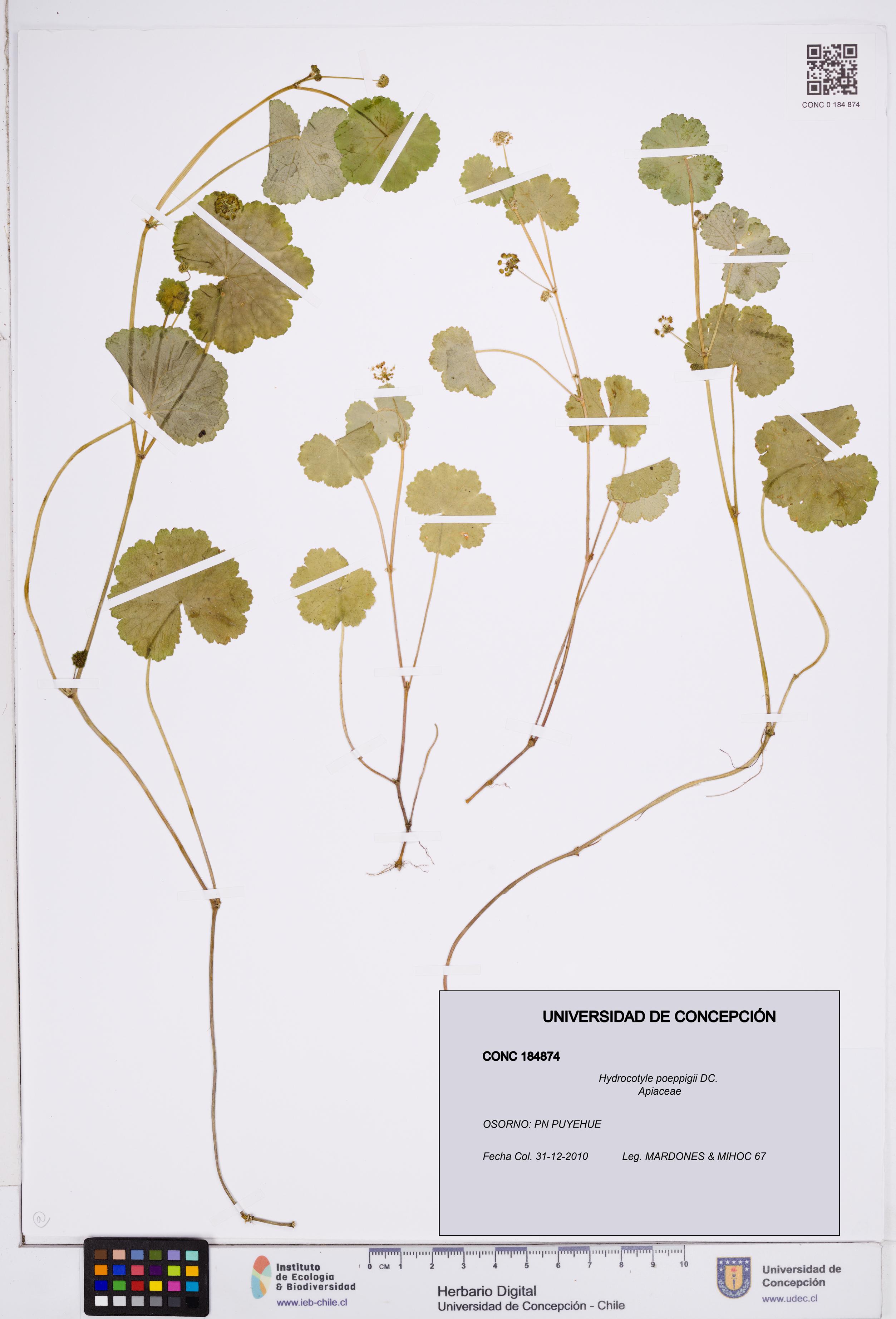 Hydrocotyle poeppigii [Espécimen: ]