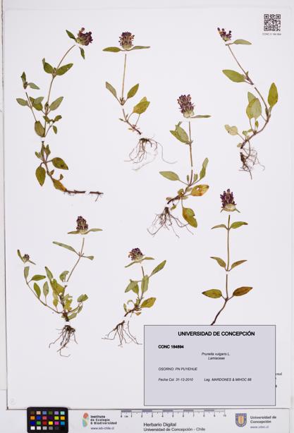 Prunella vulgaris [Espécimen: ]