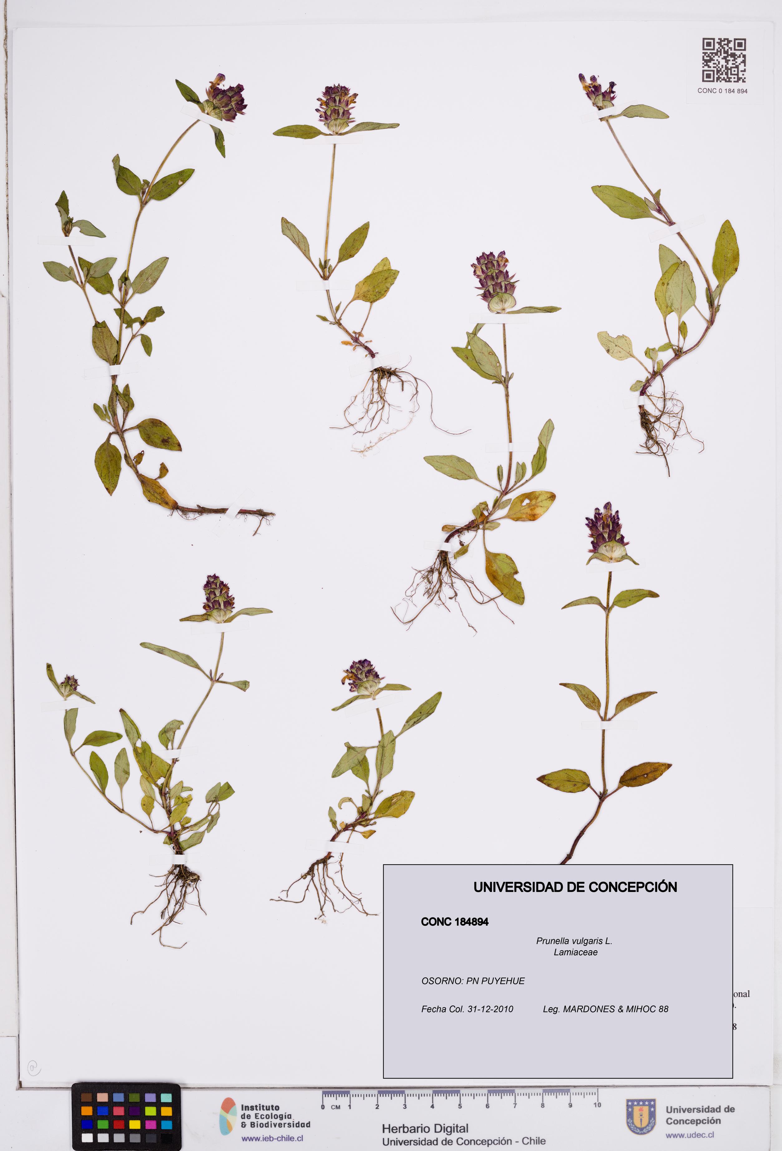 Prunella vulgaris [Espécimen: ]