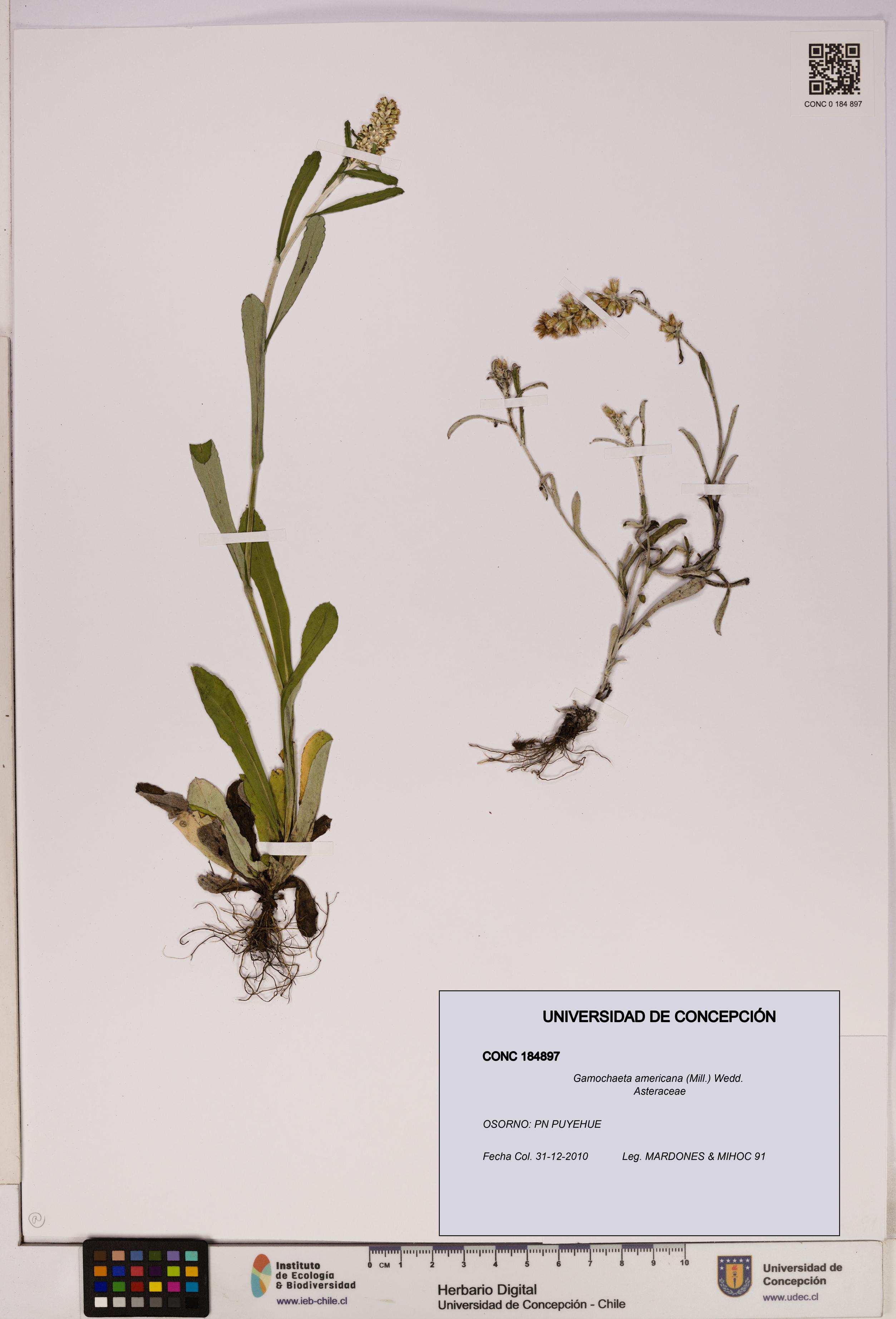 Gamochaeta americana [Espécimen: UDEC:CONC:0184897]