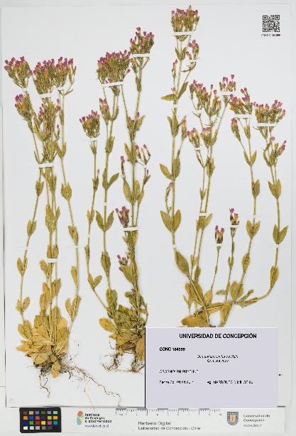 Centaurium erythraea [Espécimen: UDEC:CONC:0184899]