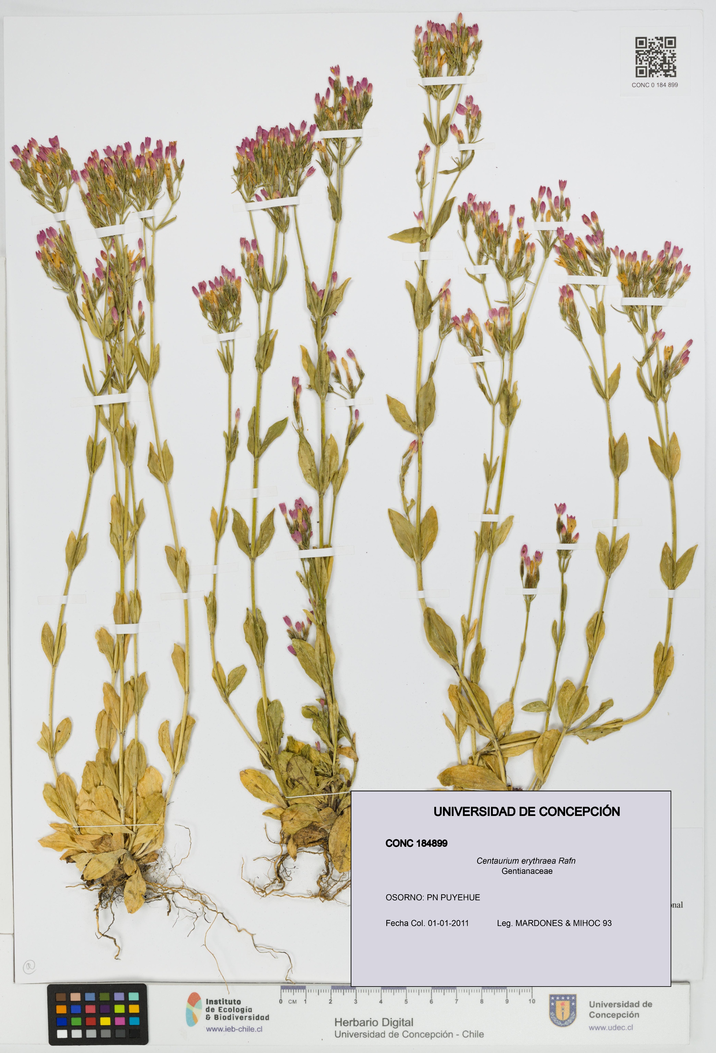Centaurium erythraea [Espécimen: UDEC:CONC:0184899]