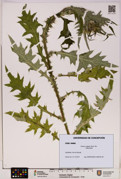 Cirsium vulgare [Espécimen: UDEC:CONC:0184902]