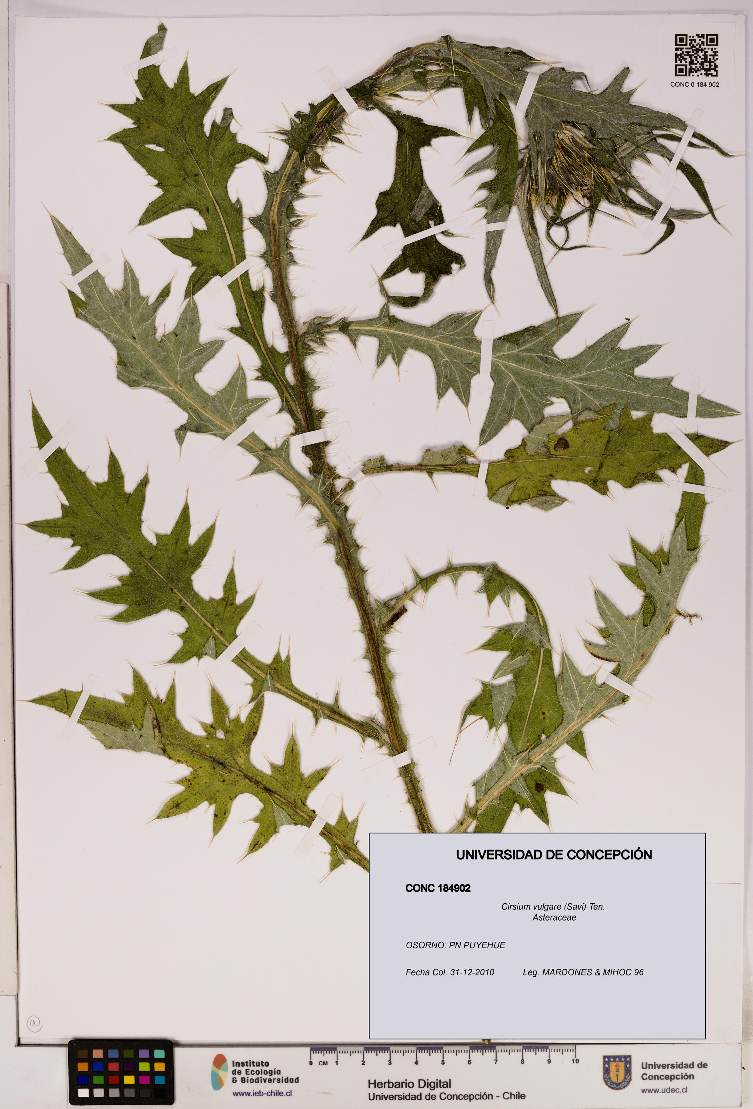 Cirsium vulgare [Espécimen: UDEC:CONC:0184902]