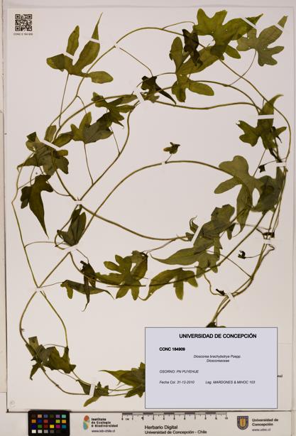 Dioscorea brachybotrya [Espécimen: ]