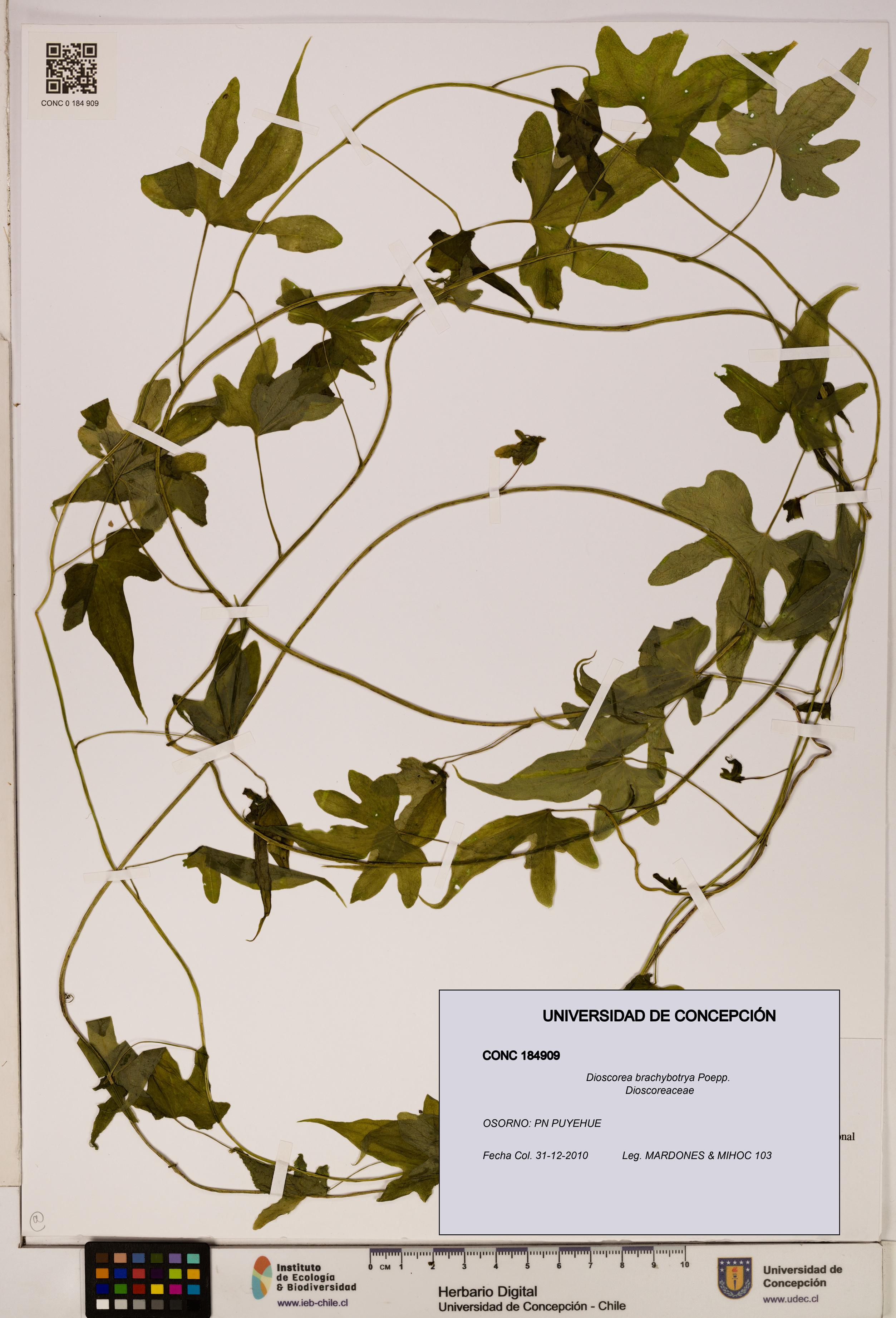 Dioscorea brachybotrya [Espécimen: ]