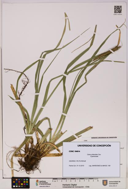 Carex phleoides [Espécimen: UDEC:CONC:0184914]