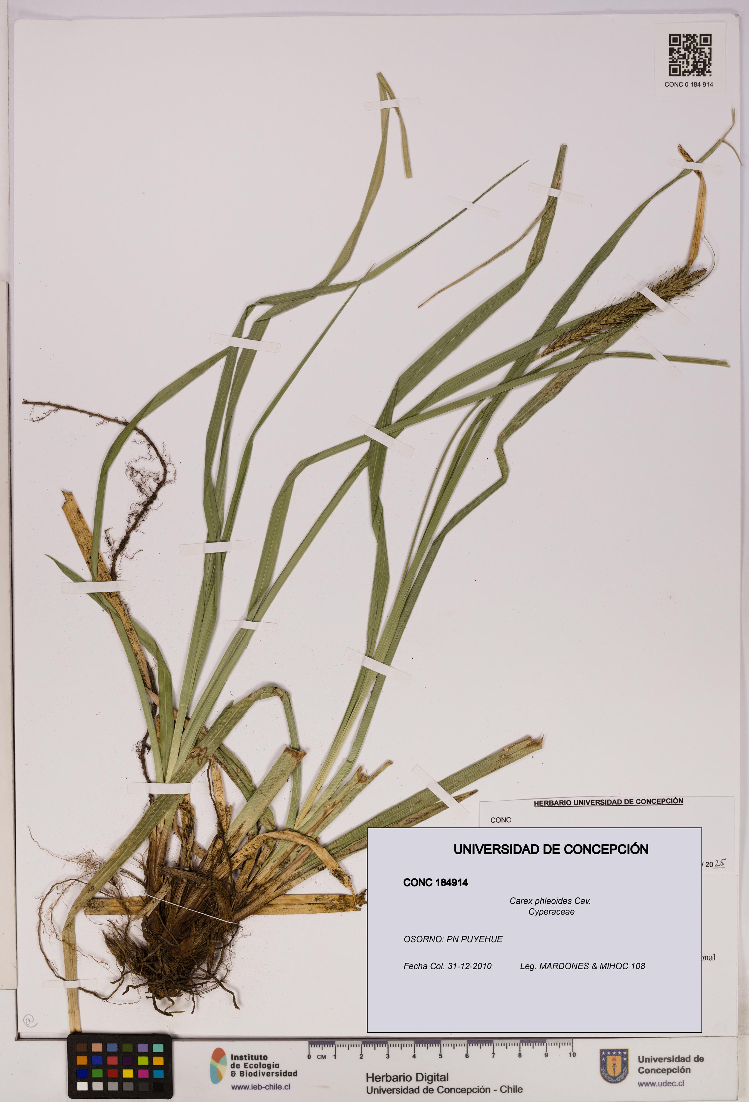 Carex phleoides [Espécimen: UDEC:CONC:0184914]