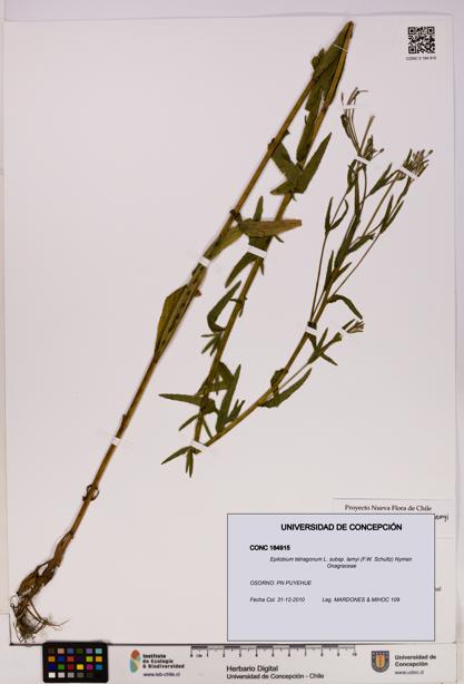 Epilobium tetragonum [Espécimen: UDEC:CONC:0184915]