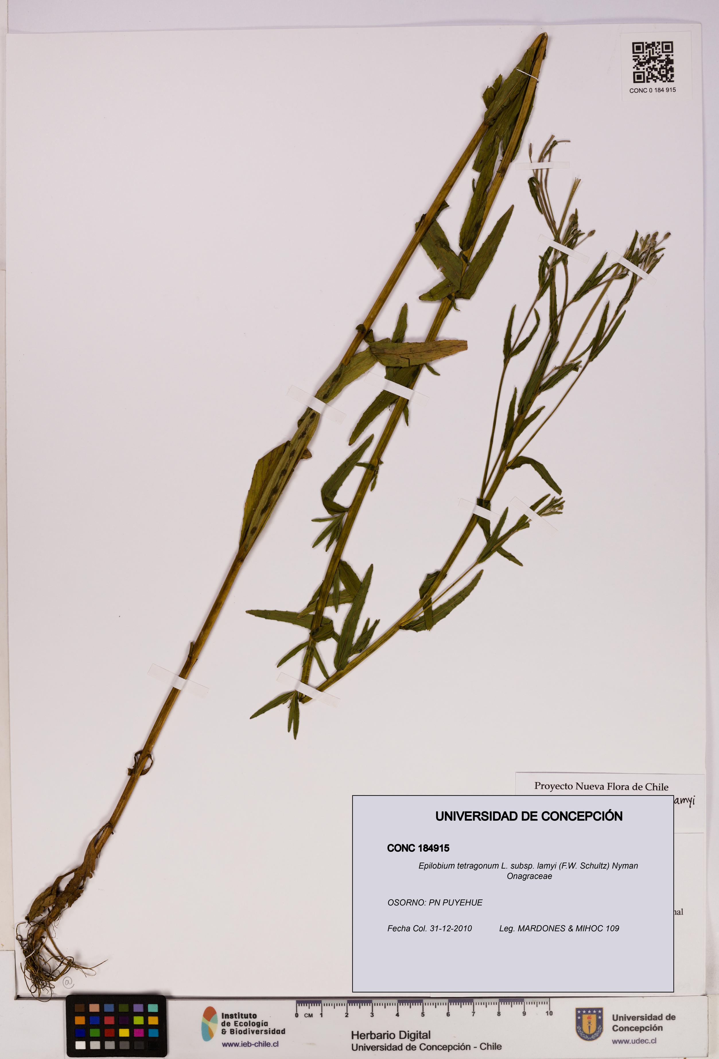 Epilobium tetragonum [Espécimen: UDEC:CONC:0184915]