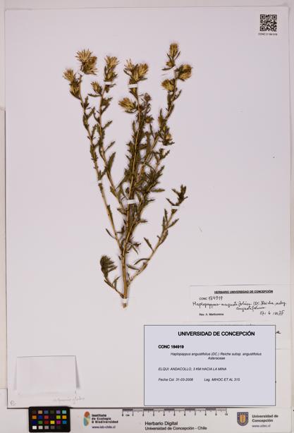 Haplopappus angustifolius subsp. angustifolius [Espécimen: UDEC:CONC:0184919]