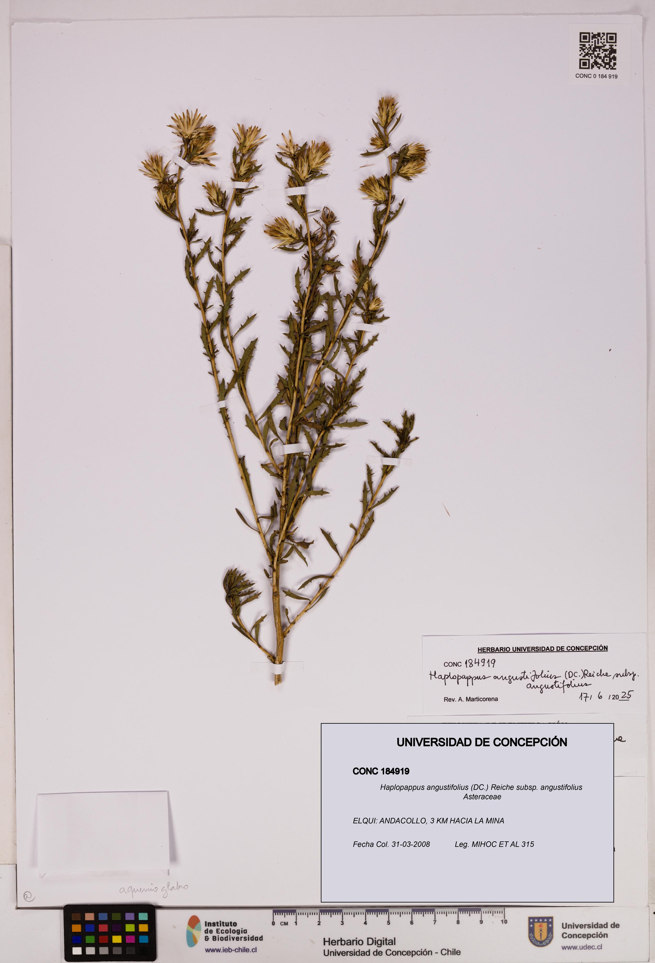 Haplopappus angustifolius subsp. angustifolius [Espécimen: UDEC:CONC:0184919]