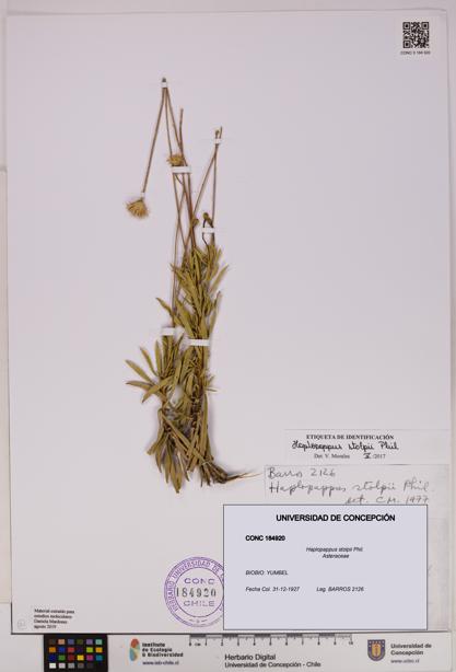 Haplopappus stolpii [Espécimen: UDEC:CONC:0184920]