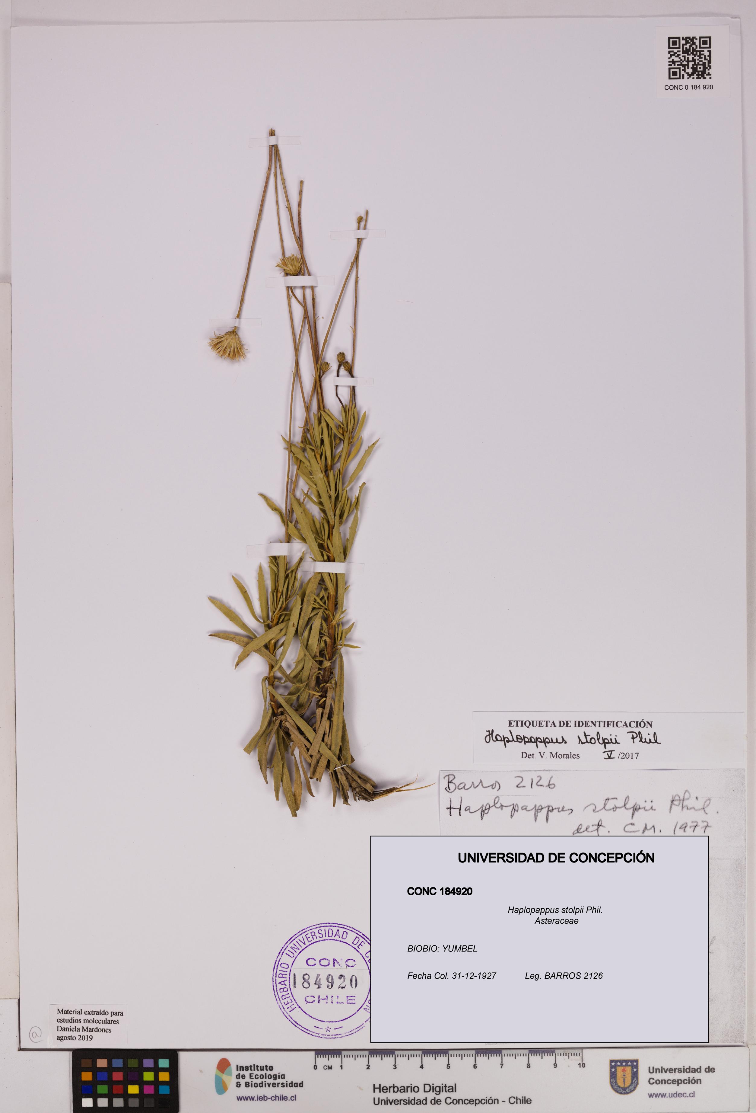 Haplopappus stolpii [Espécimen: UDEC:CONC:0184920]