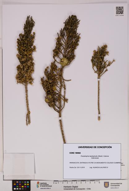 Parastrephia lepidophylla [Espécimen: UDEC:CONC:0184942]