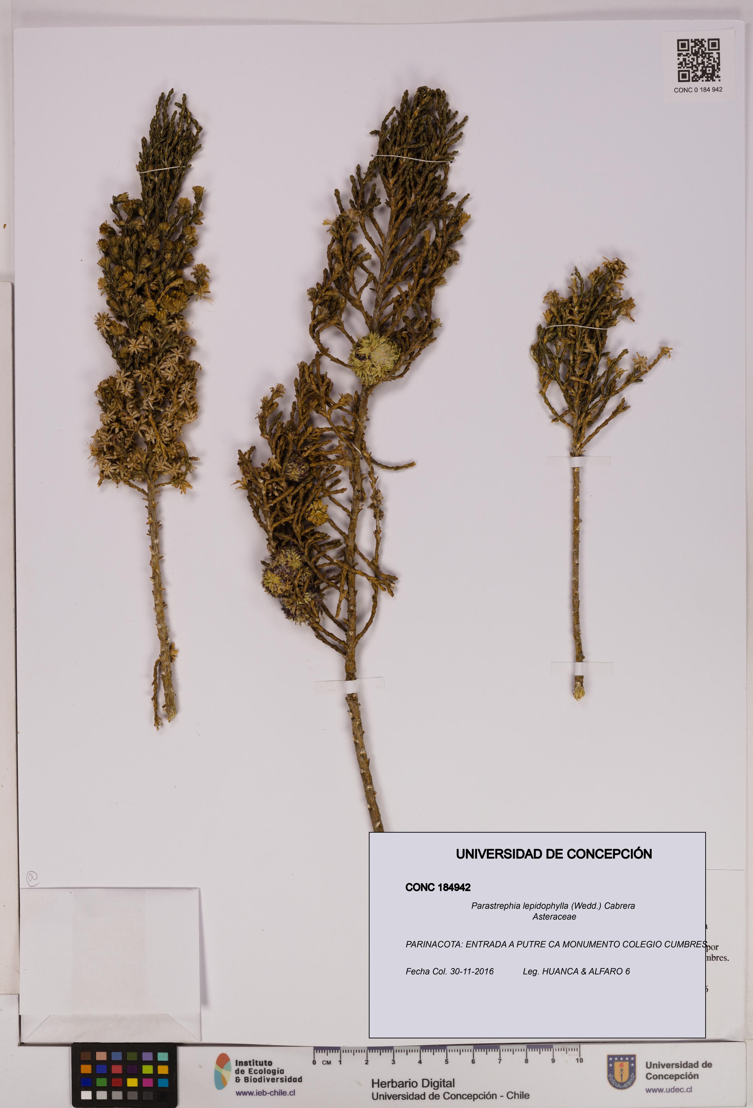 Parastrephia lepidophylla [Espécimen: UDEC:CONC:0184942]