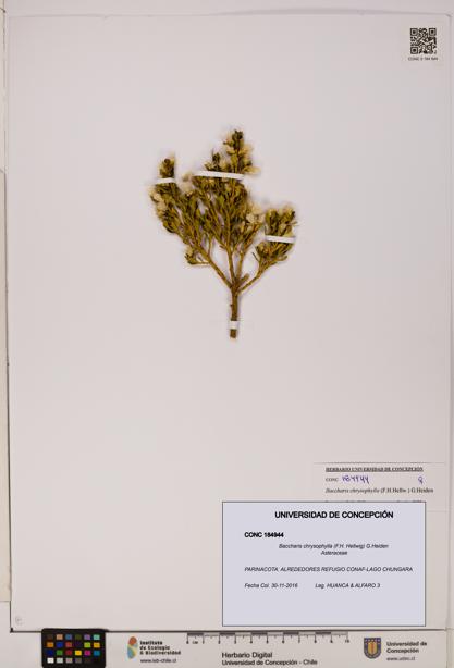 Baccharis chrysophylla [Espécimen: UDEC:CONC:0184944]