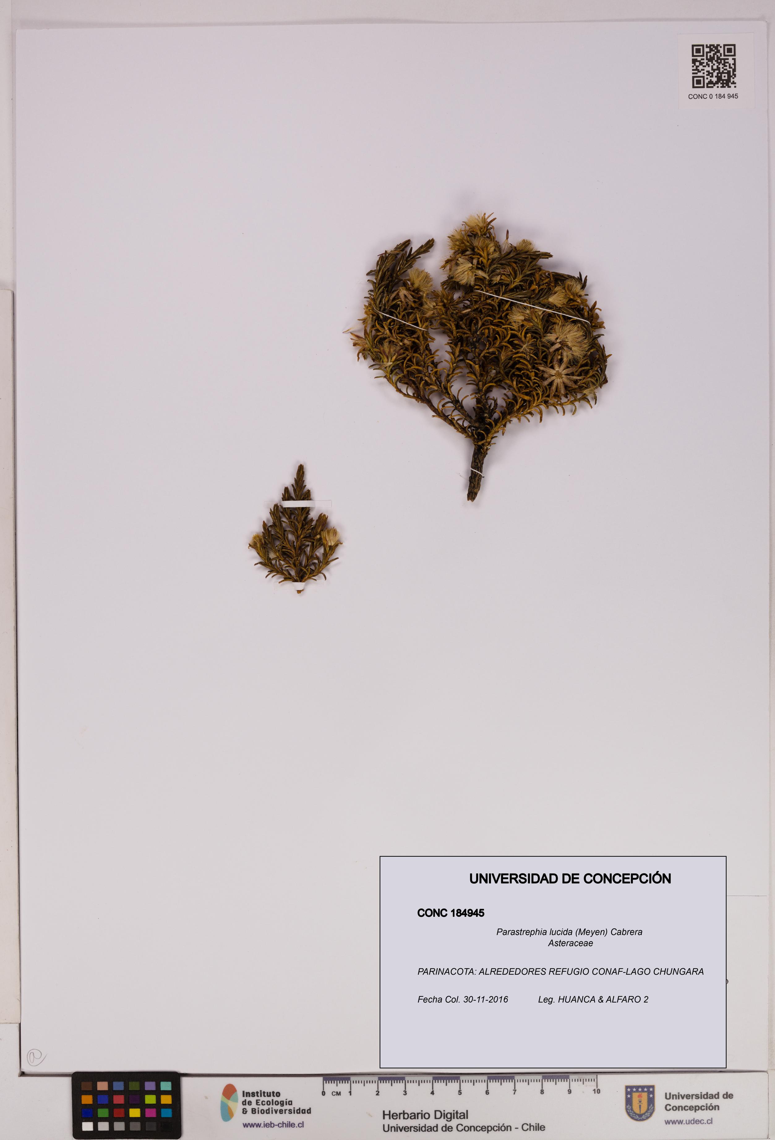 Parastrephia lucida [Espécimen: UDEC:CONC:0184945]