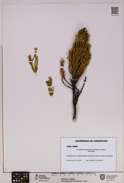 Parastrephia quadrangularis [Espécimen: UDEC:CONC:0184946]